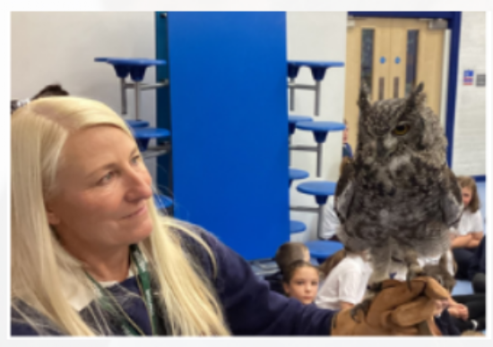 Owl's visit